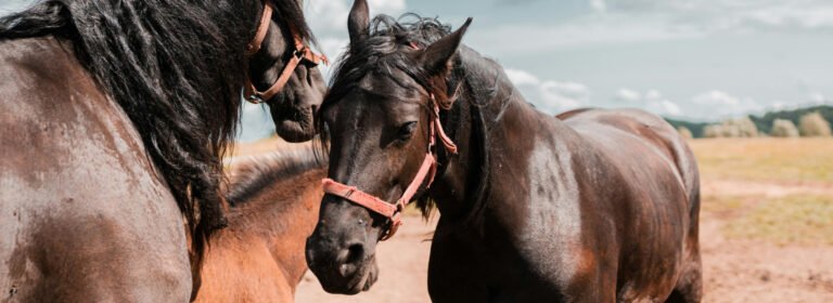 Wherever a horse gallops magic follows.